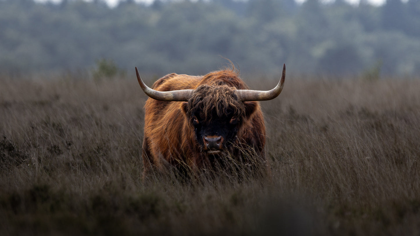 Premium Acrylglas Print – Schotse Hooglander