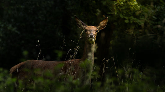 Premium Acrylglas Print – Elegant Edelhert